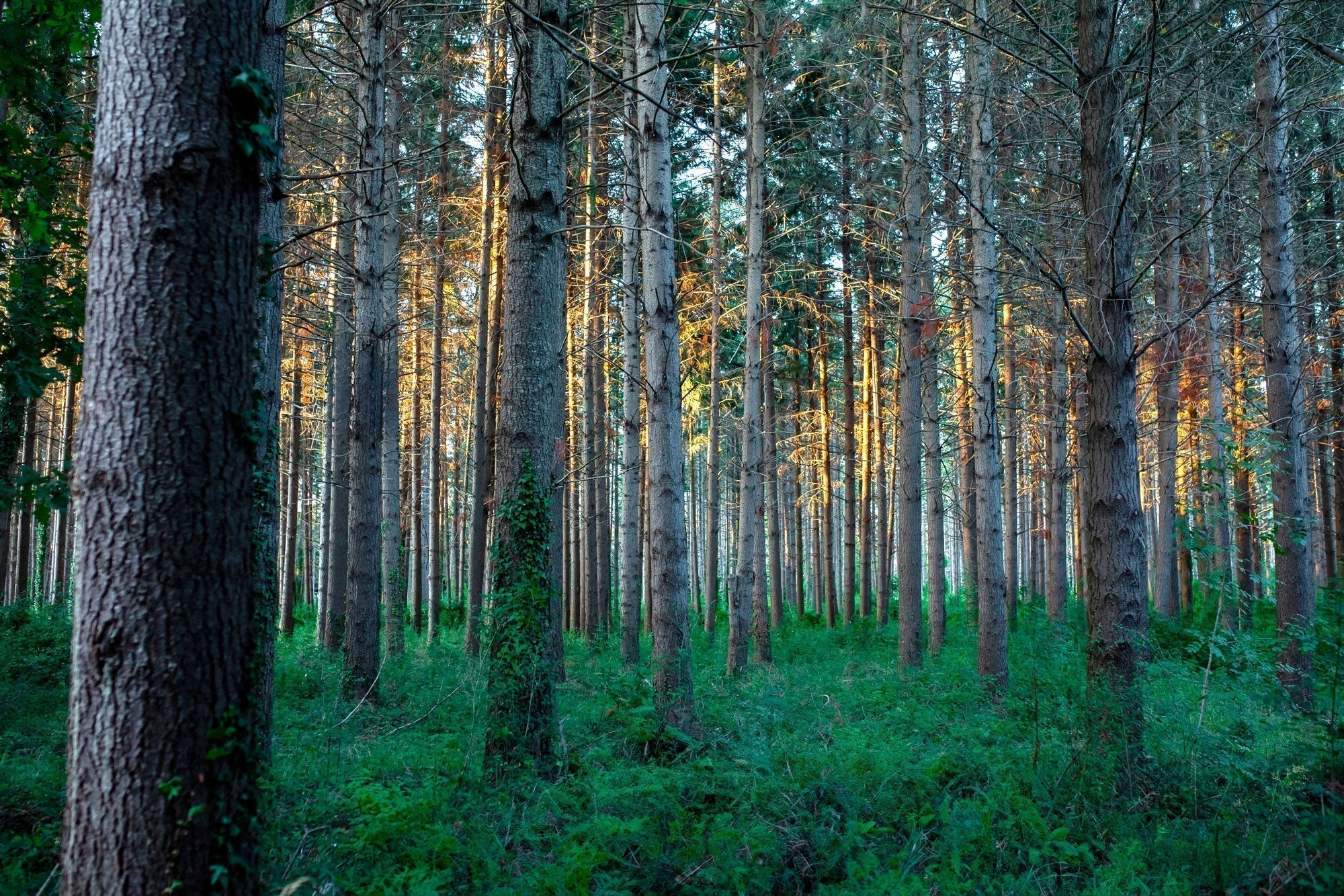 FSC®: la nostra garanzia di responsabilità ambientale - Custom Eat